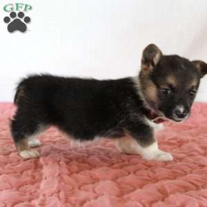 Haven, Pembroke Welsh Corgi Puppy