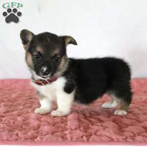 Haven, Pembroke Welsh Corgi Puppy