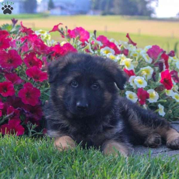 Hawk, German Shepherd Puppy