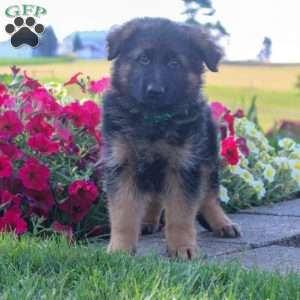 Hawk, German Shepherd Puppy