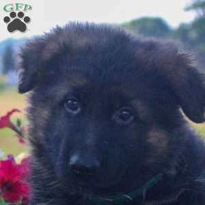 Hawk, German Shepherd Puppy