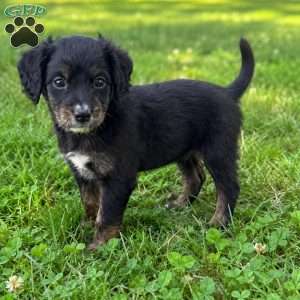 Haymitch, Mini Bernedoodle Puppy