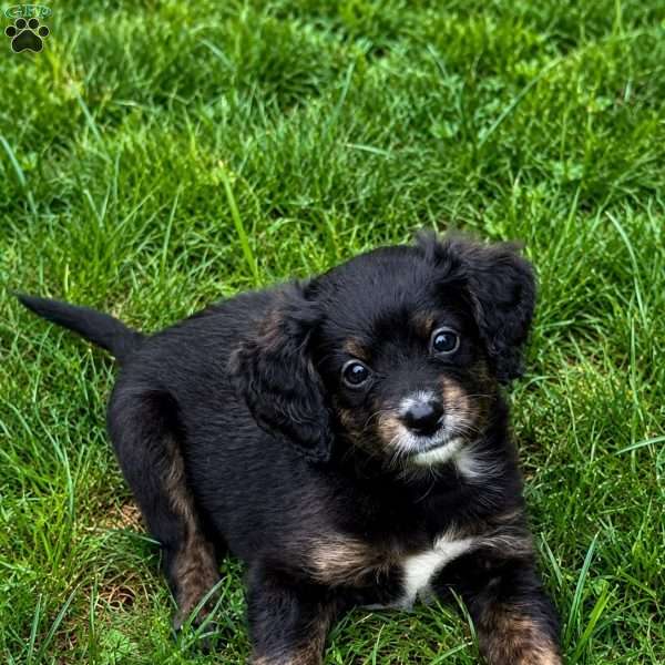 Haymitch, Mini Bernedoodle Puppy
