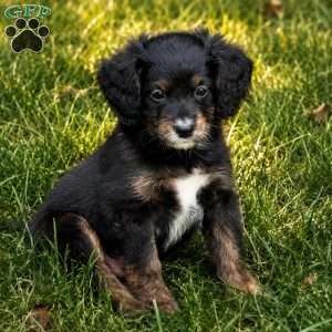 Haymitch, Mini Bernedoodle Puppy