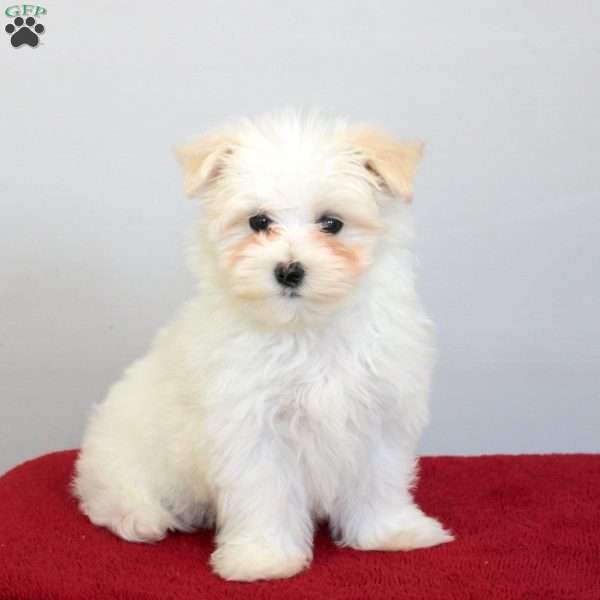 Hazel, Maltese Puppy