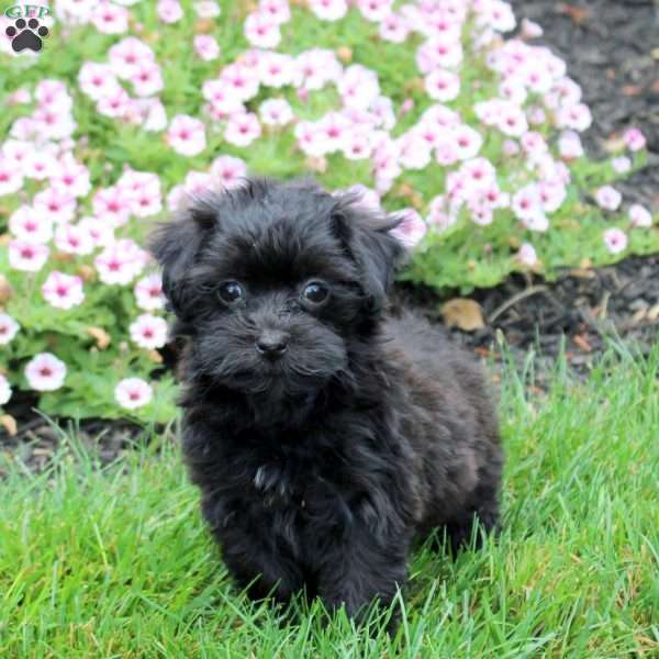 Hazel, Havapoo Puppy
