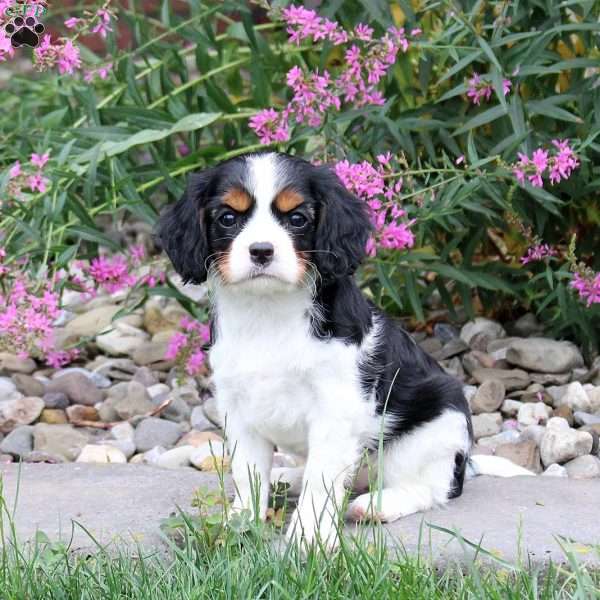 Hazel, Cavalier King Charles Mix Puppy