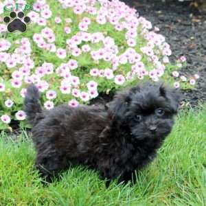 Hazel, Havapoo Puppy