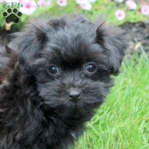 Hazel, Havapoo Puppy
