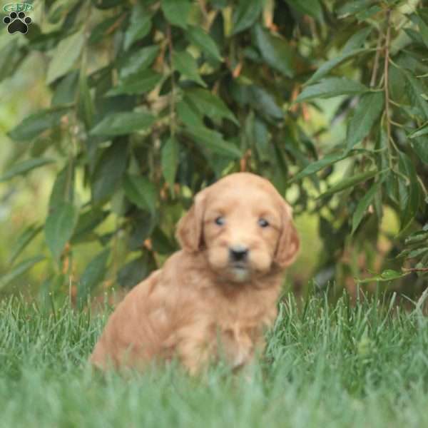 Hazel, Mini Goldendoodle Puppy