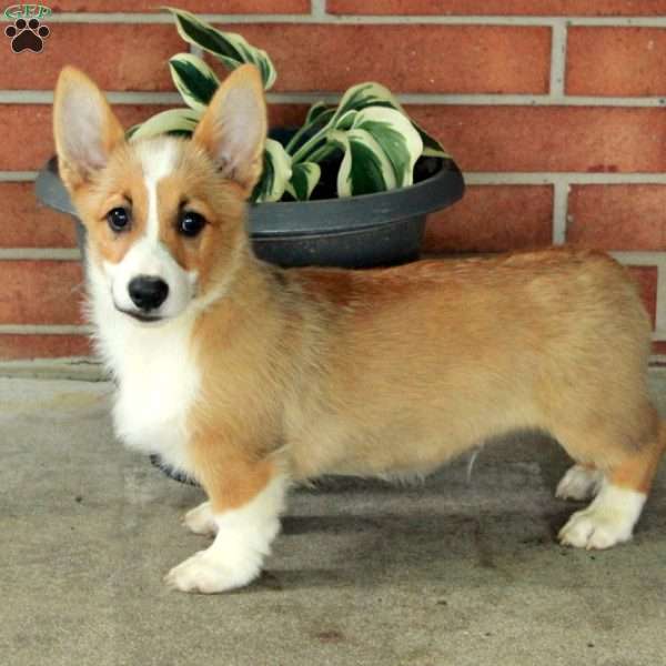 Hector, Pembroke Welsh Corgi Puppy