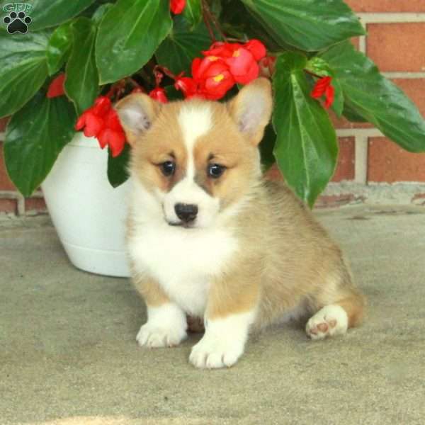 Hector, Pembroke Welsh Corgi Puppy