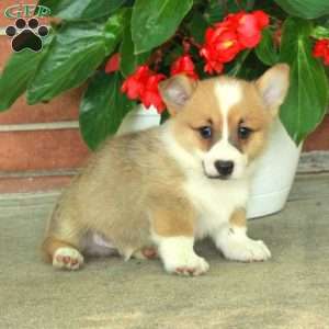 Hector, Pembroke Welsh Corgi Puppy