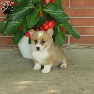 Hector, Pembroke Welsh Corgi Puppy