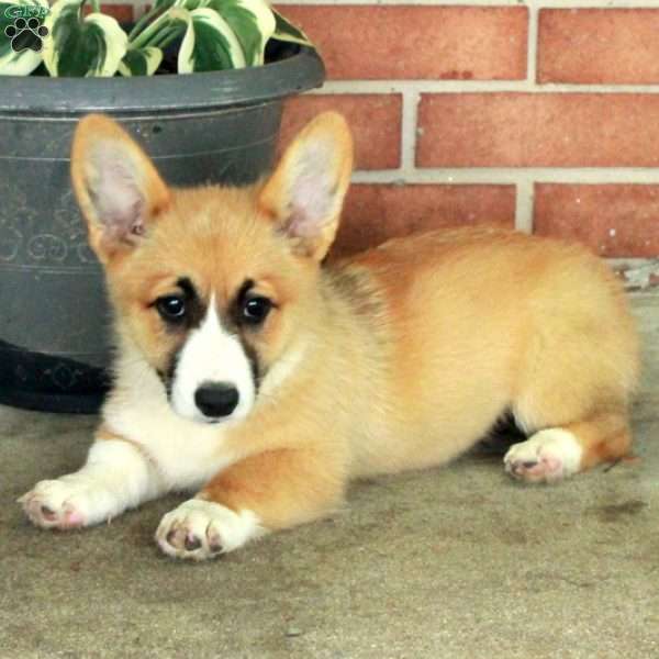 Heidi, Pembroke Welsh Corgi Puppy