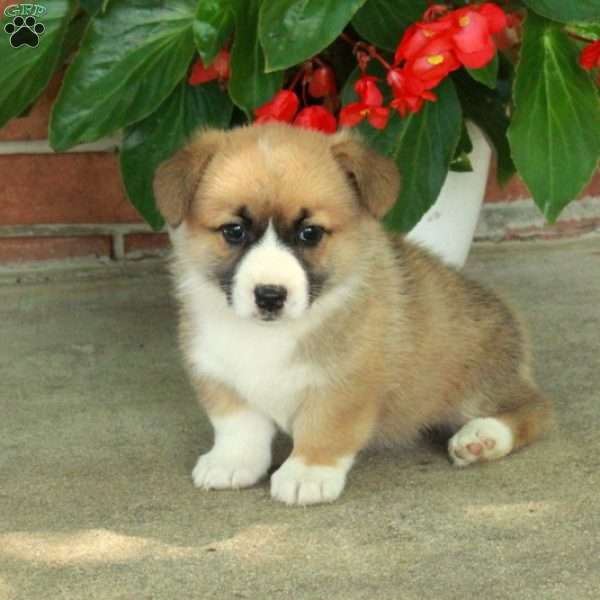 Heidi, Pembroke Welsh Corgi Puppy