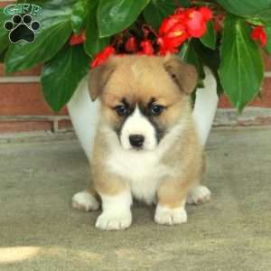 Heidi, Pembroke Welsh Corgi Puppy