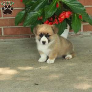 Heidi, Pembroke Welsh Corgi Puppy