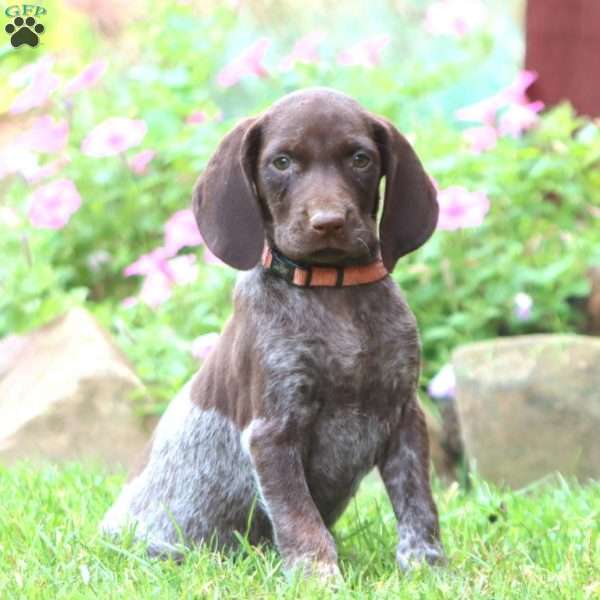 Heidi, German Shorthaired Pointer Puppy