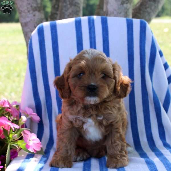 Heidi, Cavapoo Puppy