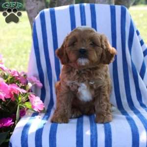 Heidi, Cavapoo Puppy