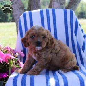 Heidi, Cavapoo Puppy
