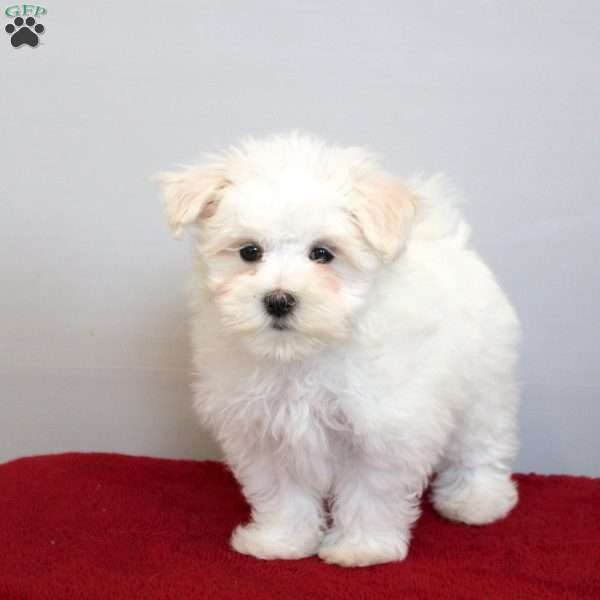 Helena, Maltese Puppy