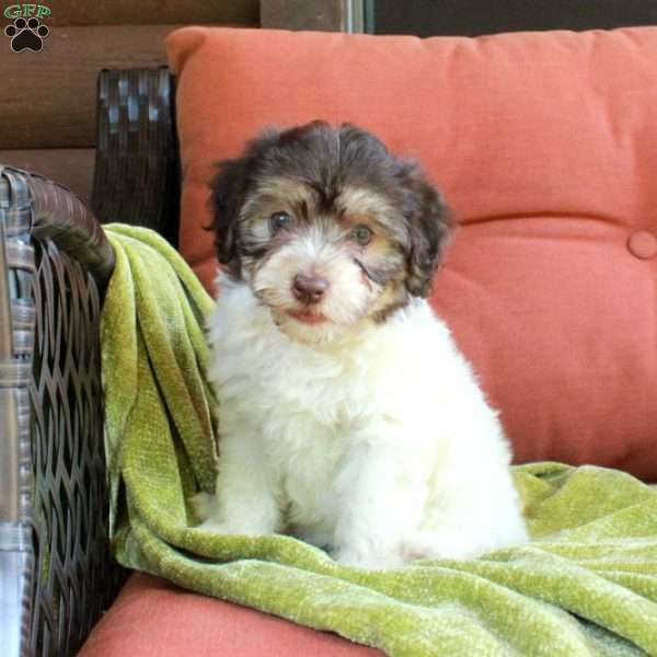 Helena, Havapoo Puppy