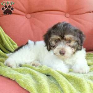 Helena, Havapoo Puppy
