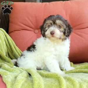 Helena, Havapoo Puppy