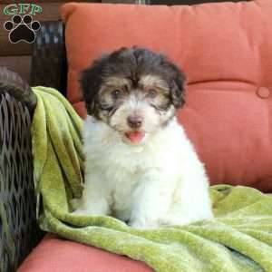 Helena, Havapoo Puppy