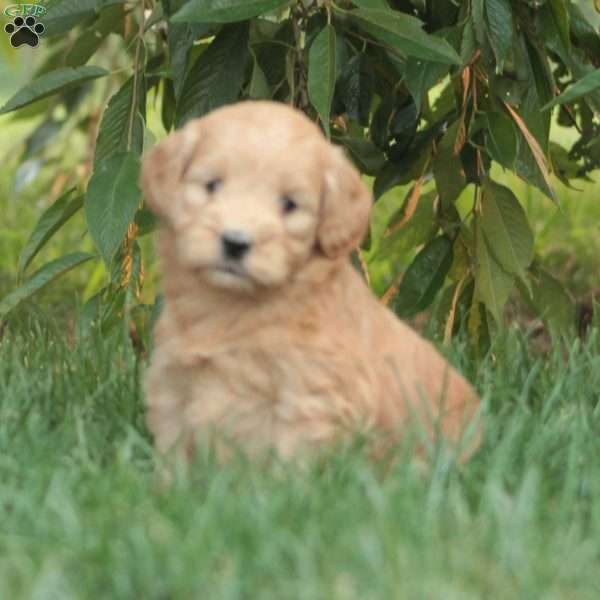Helena, Mini Goldendoodle Puppy