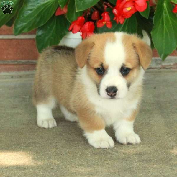 Henry, Pembroke Welsh Corgi Puppy