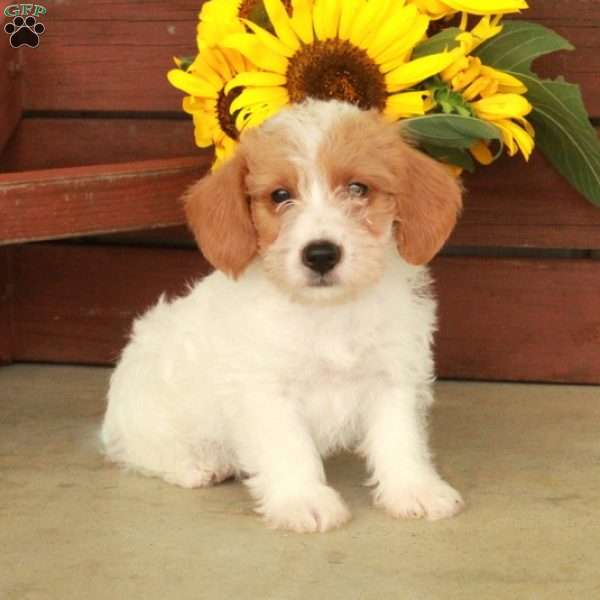 Henry, Jack-a-poo Puppy