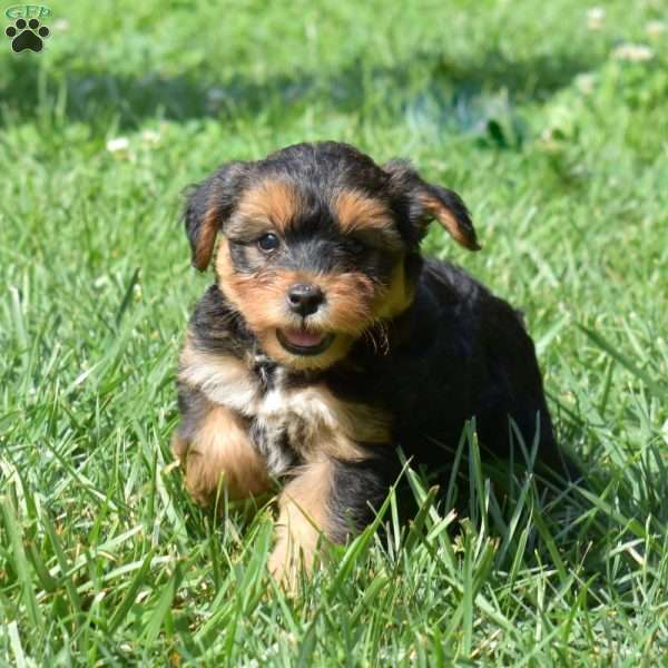Henry, Yorkie Mix Puppy