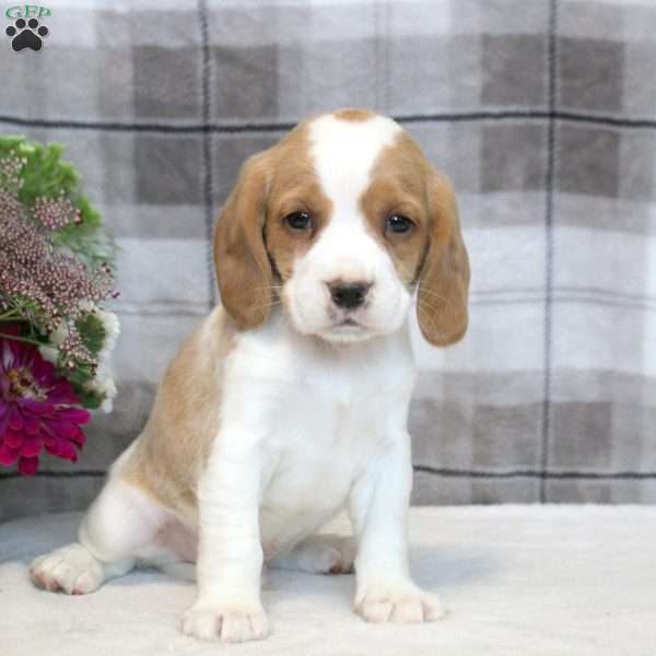 Henry, Beaglier Puppy