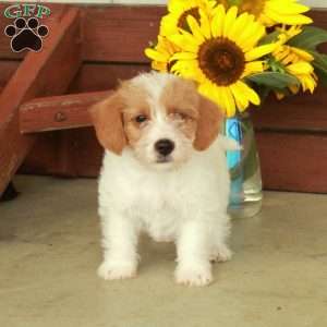 Henry, Jack-a-poo Puppy