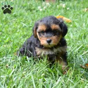 Henry, Yorkie Mix Puppy