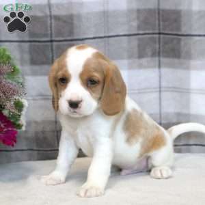 Henry, Beaglier Puppy