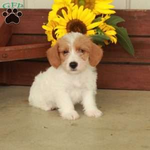 Henry, Jack-a-poo Puppy