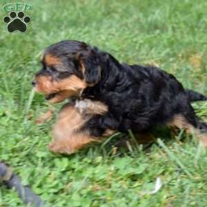 Henry, Yorkie Mix Puppy