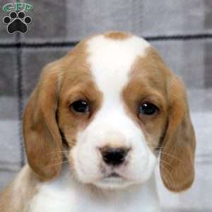 Henry, Beaglier Puppy