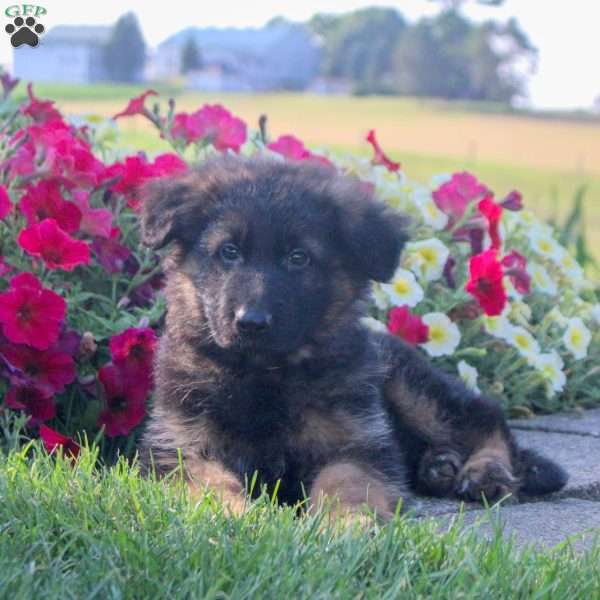 Hero, German Shepherd Puppy