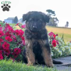Hero, German Shepherd Puppy