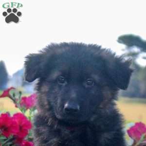 Hero, German Shepherd Puppy