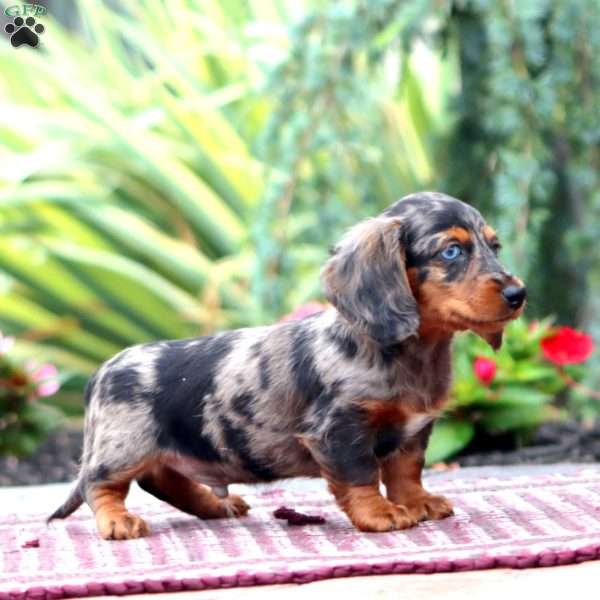 Hero – Mini, Dachshund Puppy