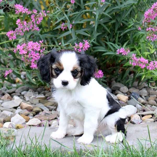 Hershey, Cavalier King Charles Mix Puppy