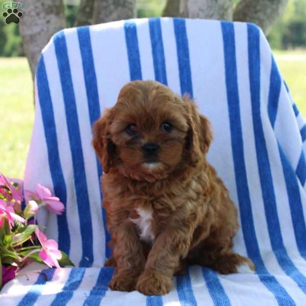 Hettie, Cavapoo Puppy