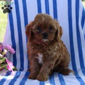 Hettie, Cavapoo Puppy