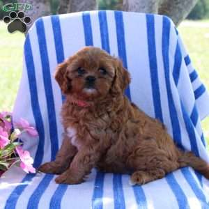 Hettie, Cavapoo Puppy